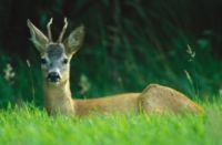 Jagd auf Rehbock in Ungarn
