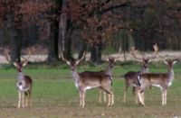 Jagd auf Damschaufler in Ungarn